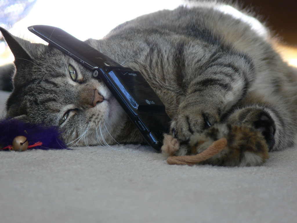 Image of a cat holding a cellphone