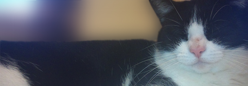 cattery