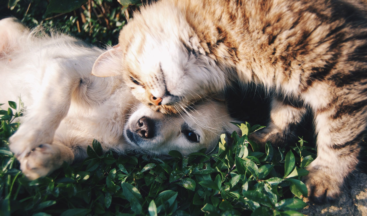 Image of a dog and cat laying together.